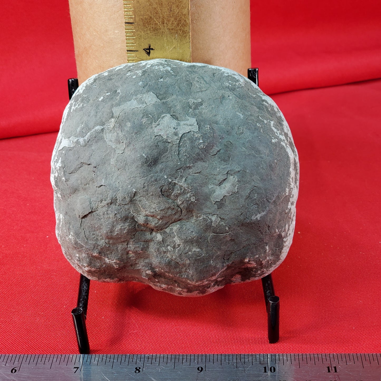 Polished chalcedony geode half