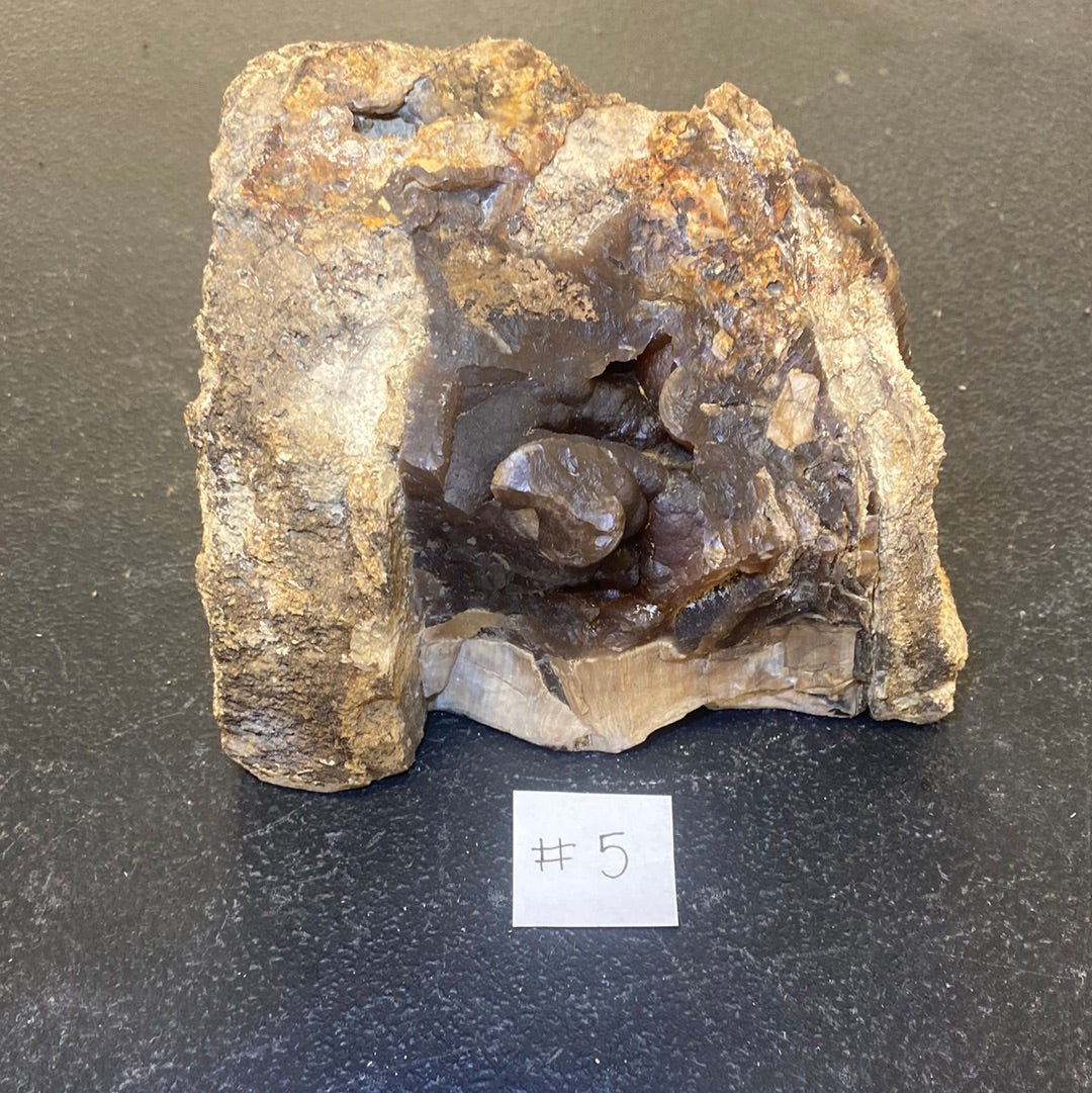 BLUE FOREST PETRIFIED WOOD