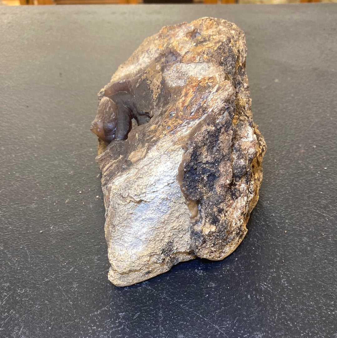 BLUE FOREST PETRIFIED WOOD
