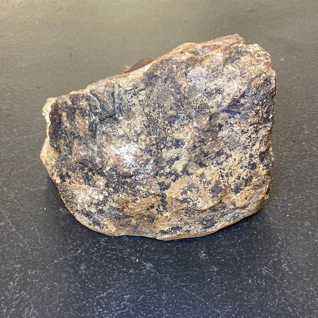BLUE FOREST PETRIFIED WOOD