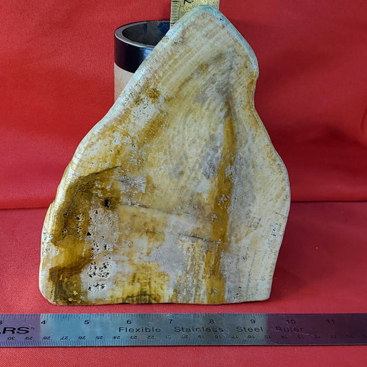 Petrified wood slab cut to stand