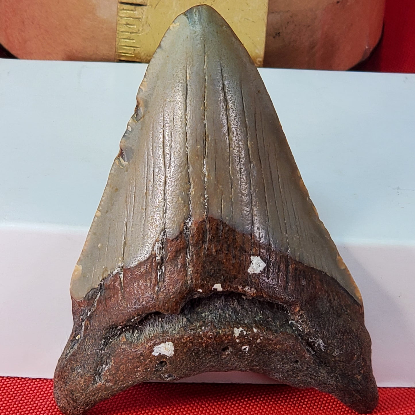 Petrified Megalodon Shark Tooth from North Carolina
