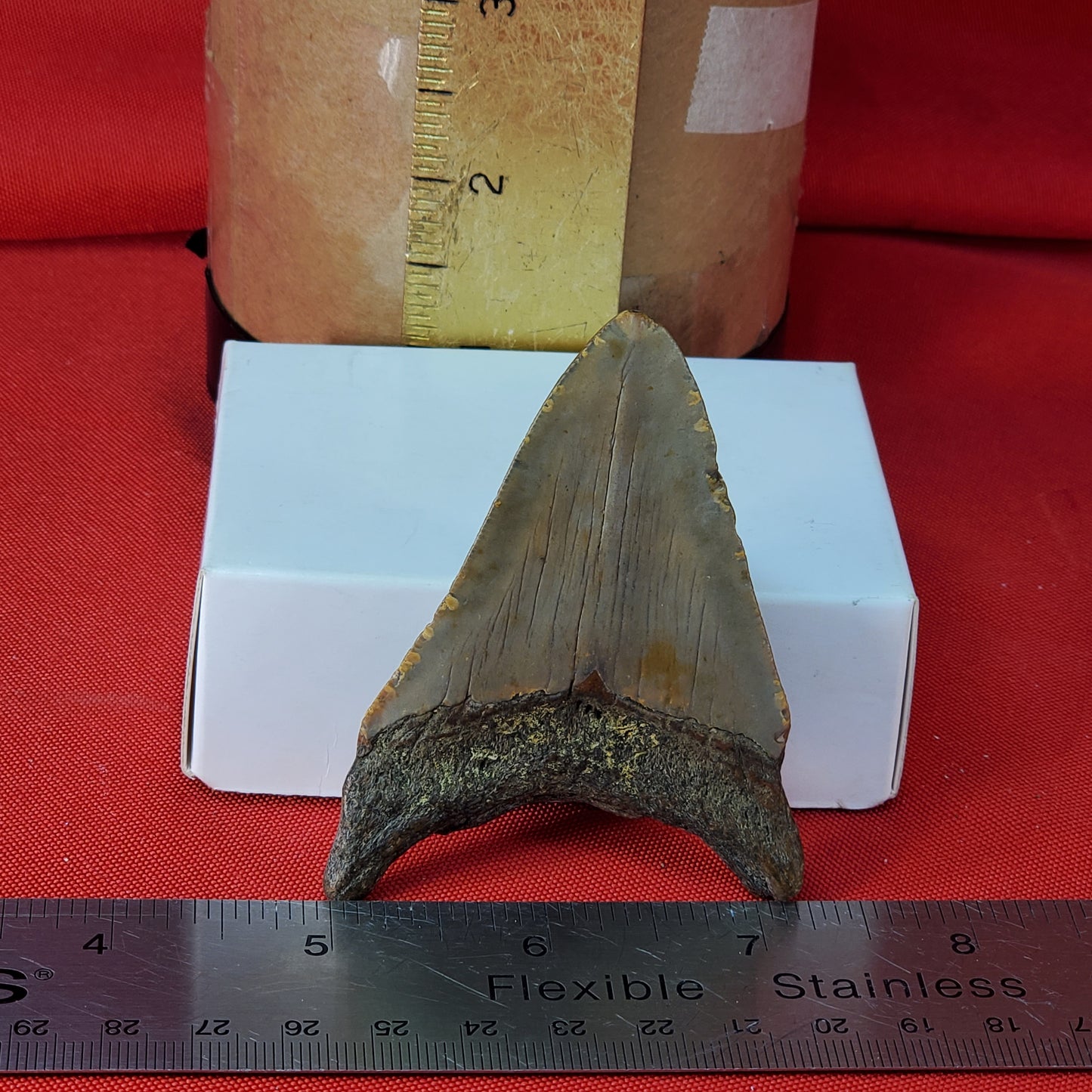 Petrified Megalodon Shark Tooth from North Carolina