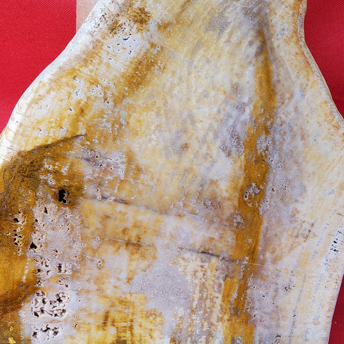 Petrified wood slab cut to stand