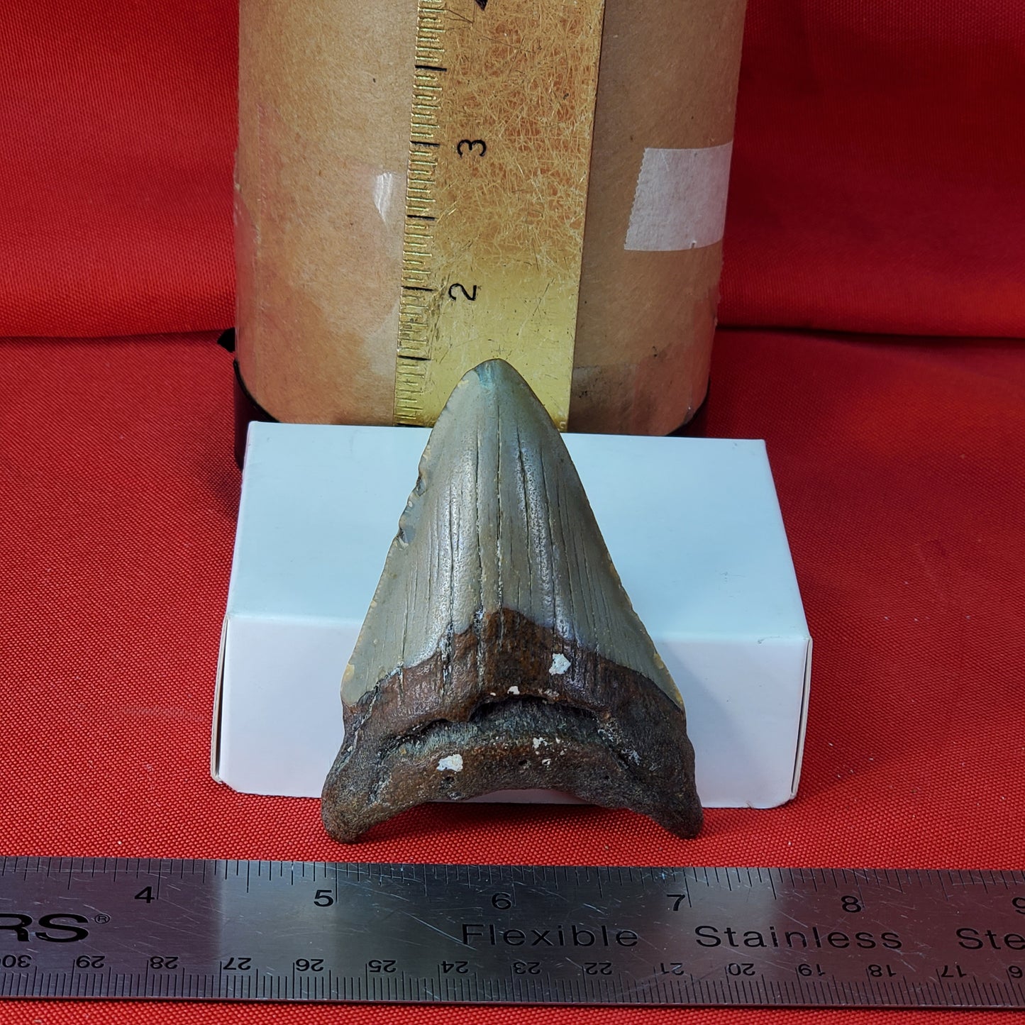 Petrified Megalodon Shark Tooth from North Carolina