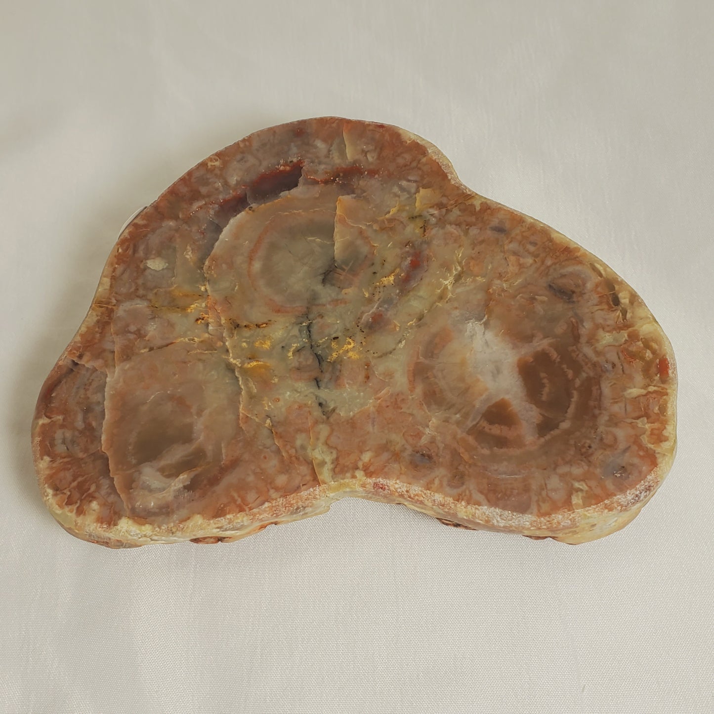 POLISHED PETRIFIED DINOSAUR POOP