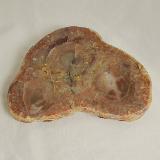 POLISHED PETRIFIED DINOSAUR POOP
